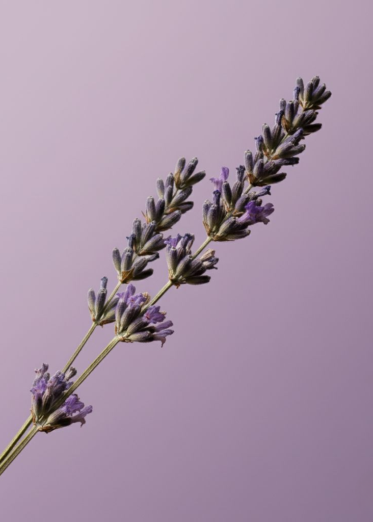 Lavender Dreams Hand Soap